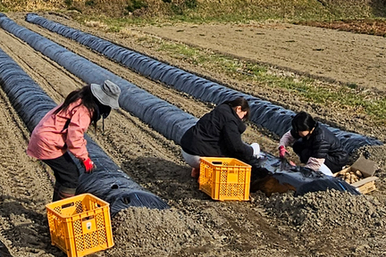 いのうえ　しずえ
