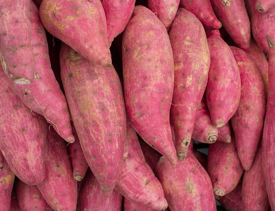 加工食品・さつま芋栽培研究所